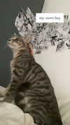 nylthria Altpins Profile Picture