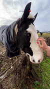 noa_mendel_ Altpins Profile Picture