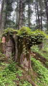 noa_mendel_ Altpins Profile Picture