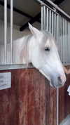 barbaepapa Altpins Profile Picture