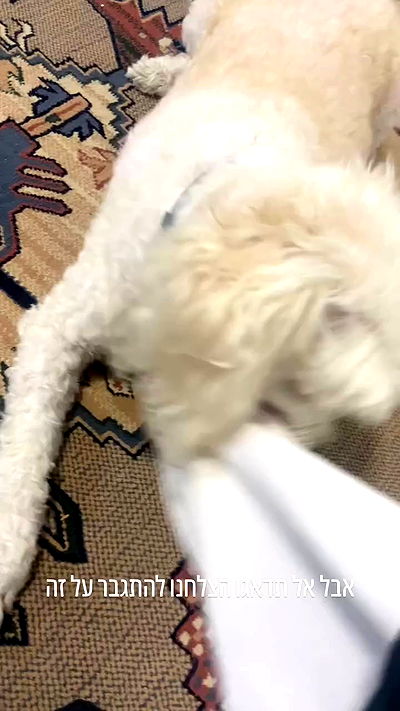 feelbetterinmysweater feelbetterinmysweater archive video