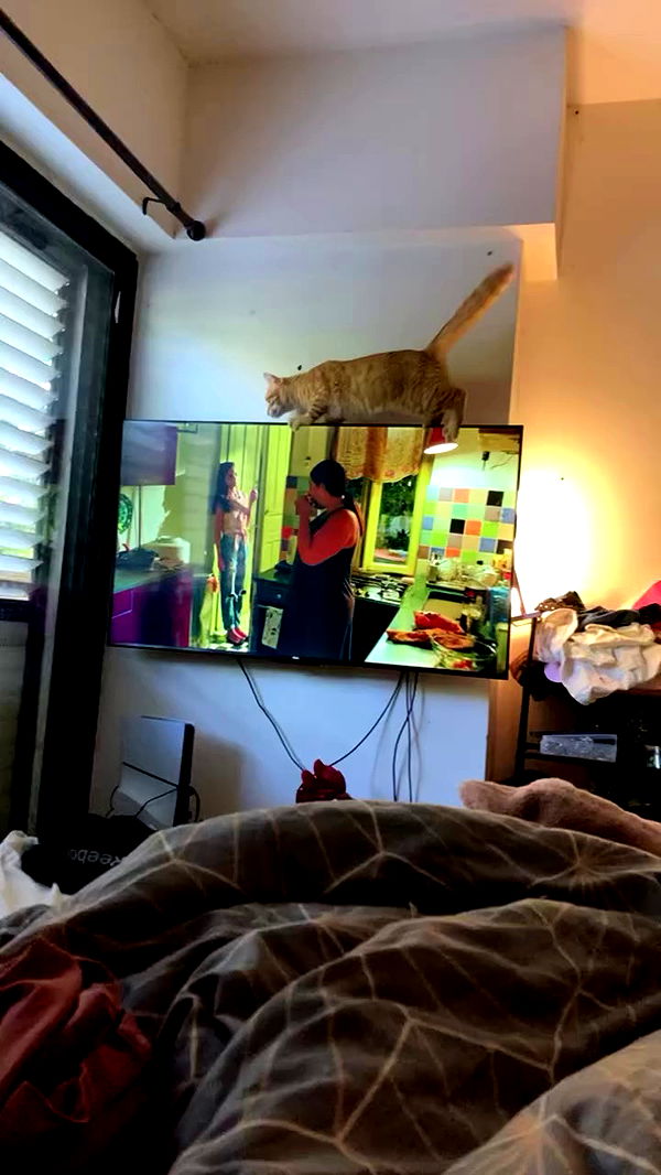 shanikaneko archive video preview