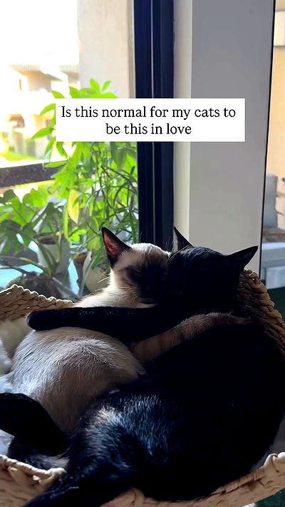 sophiemudd sophiemudd archive video