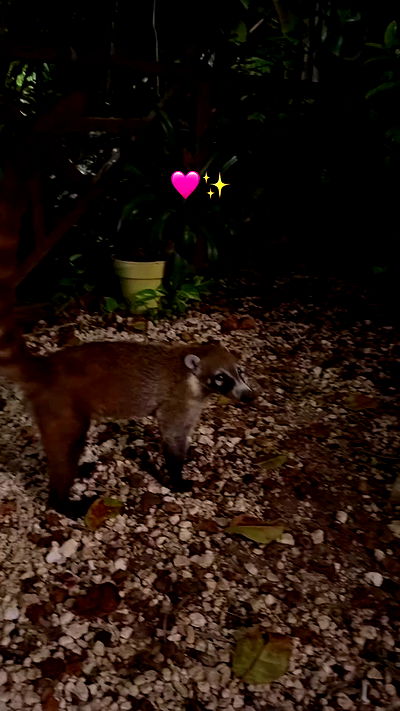 shunli__mei shunli__mei archive video