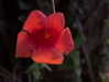 alenittta Altpins Profile Picture