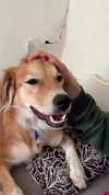 amyeett Altpins Profile Picture