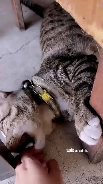 oqr0_ oqr0_ archive video