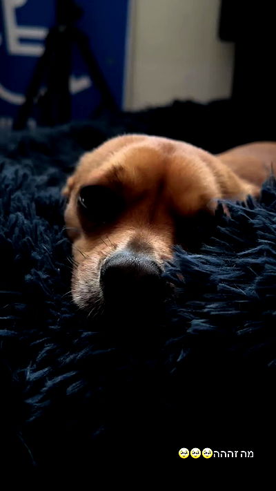 jaroslava_klavir jaroslava_klavir archive video