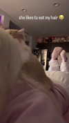 pockycatt Altpins Profile Picture