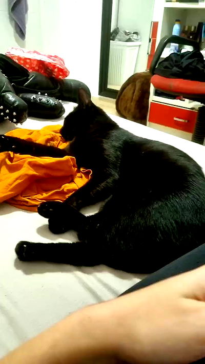 shayli_or shayli_or archive video