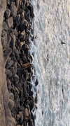 sydney_melman Altpins Profile Picture
