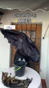 karemy.chi Altpins Profile Picture