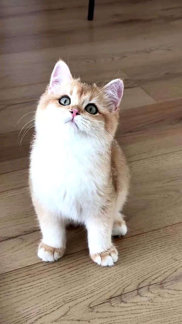 itsilanosh archive video preview