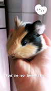 la.vica_ Altpins Profile Picture