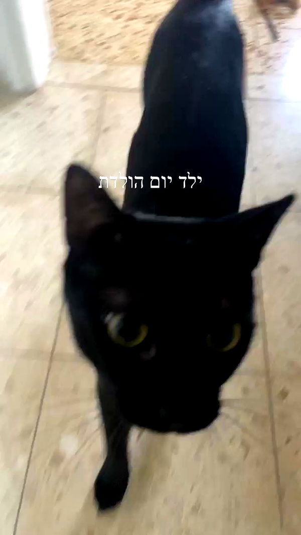 feelbetterinmysweater archive video preview