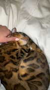thelauren111 Altpins Profile Picture