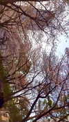 jhelenosx Altpins Profile Picture