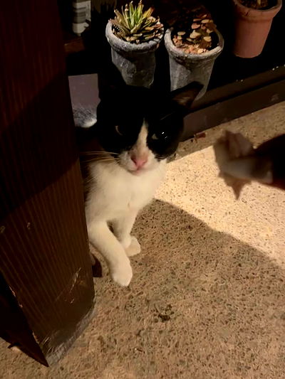 miakhalifa miakhalifa archive video