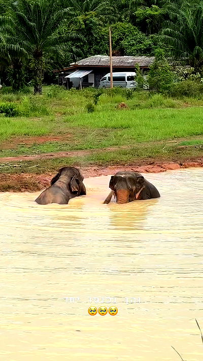 kesemgreenyer kesemgreenyer archive video