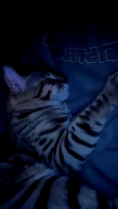 laurinchhhe laurinchhhe archive video