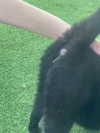 mia_rihan_ Altpins Profile Picture