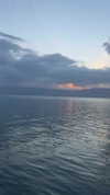 diana_tal_ Altpins Profile Picture