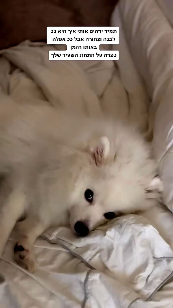 romy_ayalla_lavi archive video preview