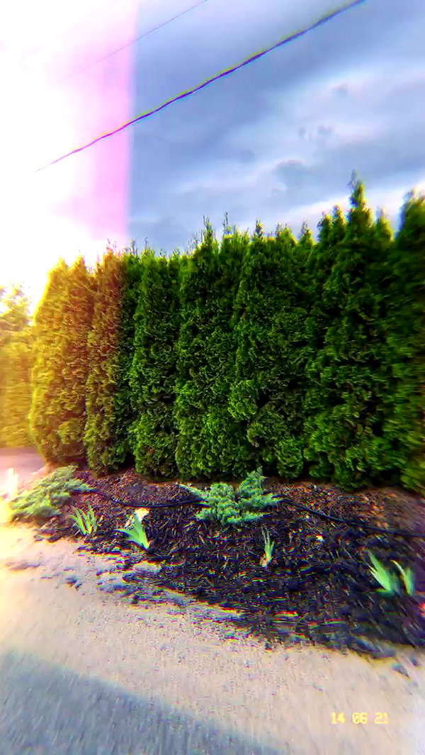 _dfoxx archive video preview
