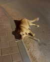 topaz_bn Altpins Profile Picture