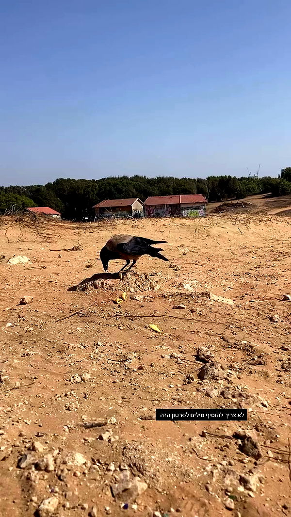 shanikaneko archive video preview