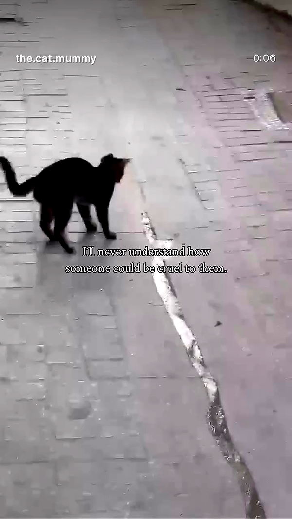 shanikaneko archive video preview