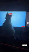 valeriecastellano Altpins Profile Picture