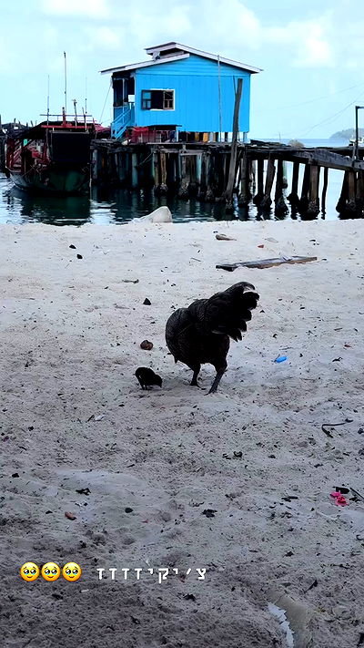 kesemgreenyer kesemgreenyer archive video