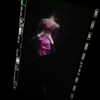 belok_bero Altpins Profile Picture