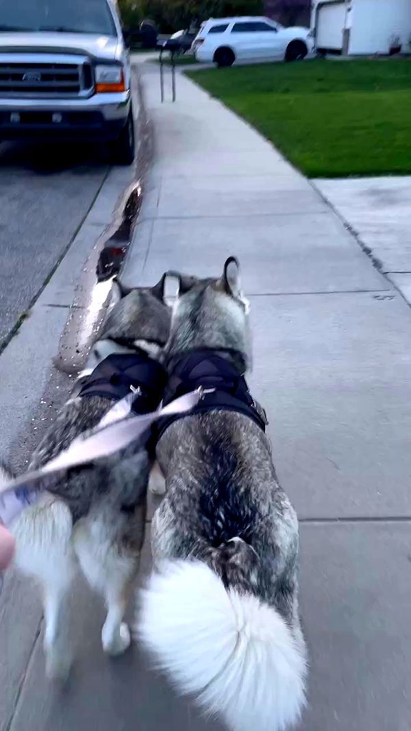 _animechika_ archive video preview