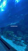 shai_korenn Altpins Profile Picture