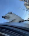 astarwbry_ Altpins Profile Picture