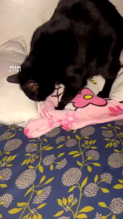 hellokittyangel666 hellokittyangel666 archive video