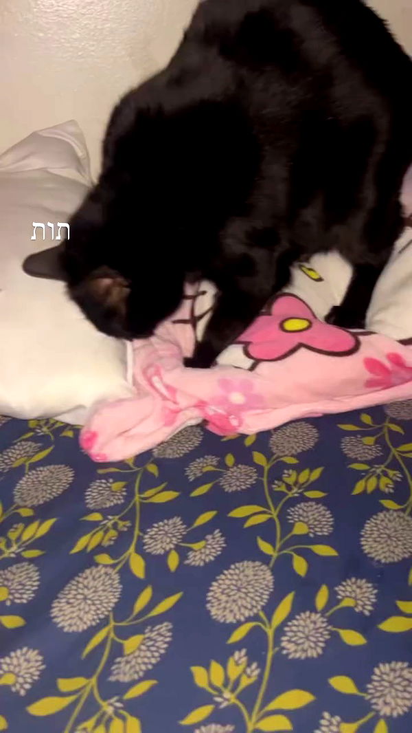 hellokittyangel666 archive video preview