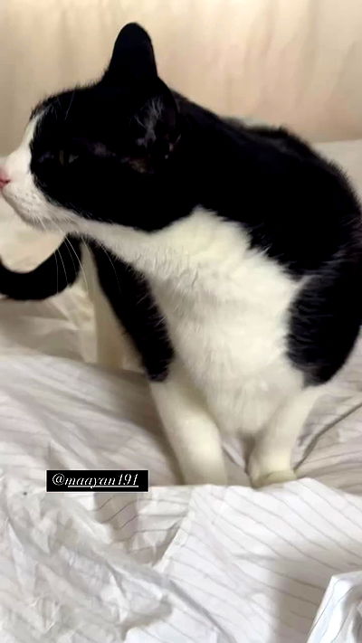 liashaked liashaked archive video