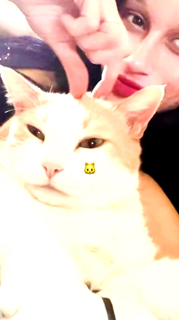_koolkat__ archive video preview