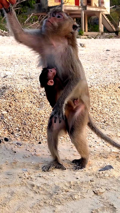 kesemgreenyer kesemgreenyer archive video