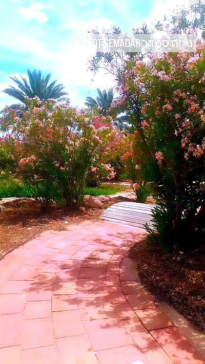 yam_adler yam_adler archive video