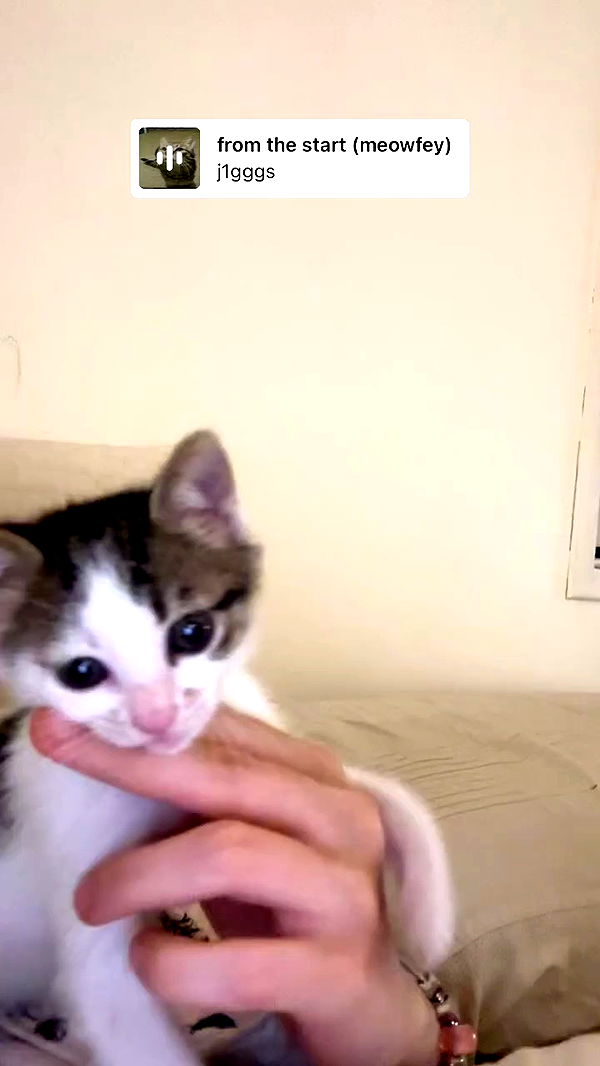 liashaked archive video preview