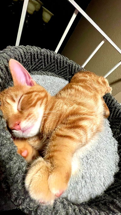 vamppyrbaby vamppyrbaby archive video