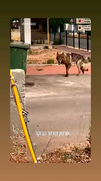 itsilanosh itsilanosh archive video