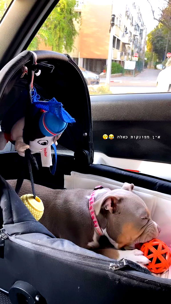 kesemgreenyer archive video preview