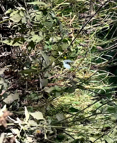 efrat_elmalich efrat_elmalich archive video