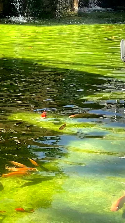 babynympho_archive babynympho_archive archive video