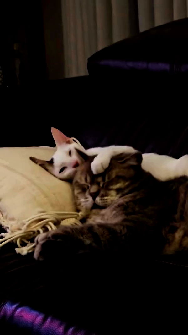 natalllluli archive video preview